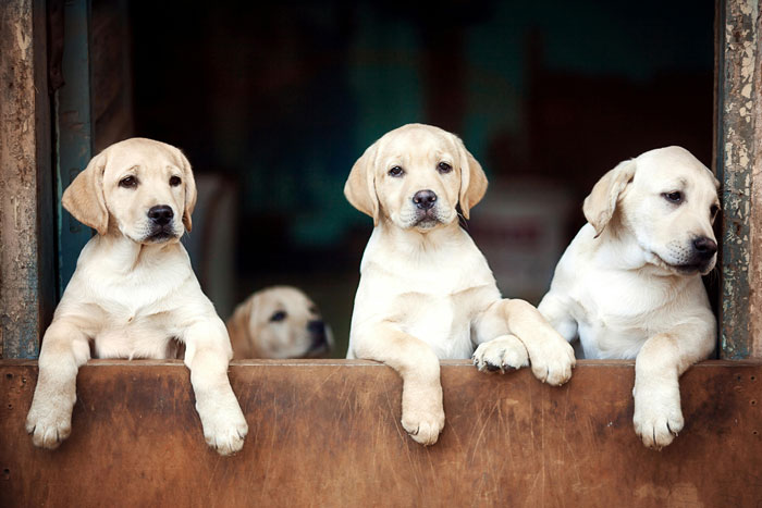 Four Labrador Retriever puppies leaning over a wooden ledge, looking curious and playful.
