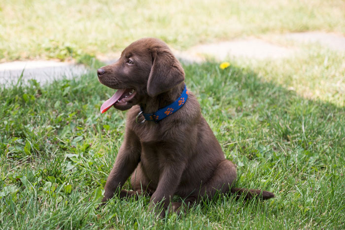 A Labrador Retriever puppy sitting on grass, wearing a blue collar, tongue out playfully.