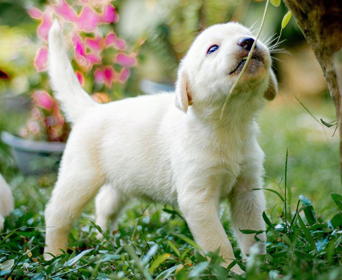Yellow Labrador Retriever puppy playing outside in a garden.
