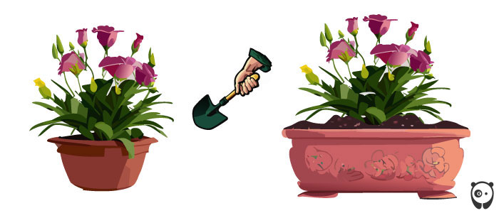 Illustration of repotting lisianthus