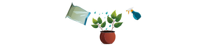 Illustration of propagating lisianthus by stem cuttings