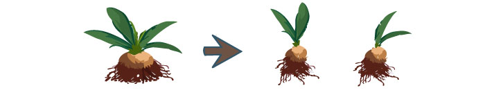 Illustration of propagating lisianthus by dividing the root ball