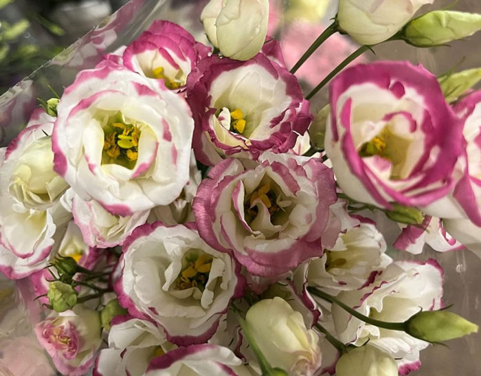 Sapphire pink rim lisianthus