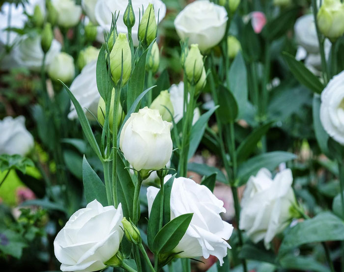 Sapphire white lisianthus flowers