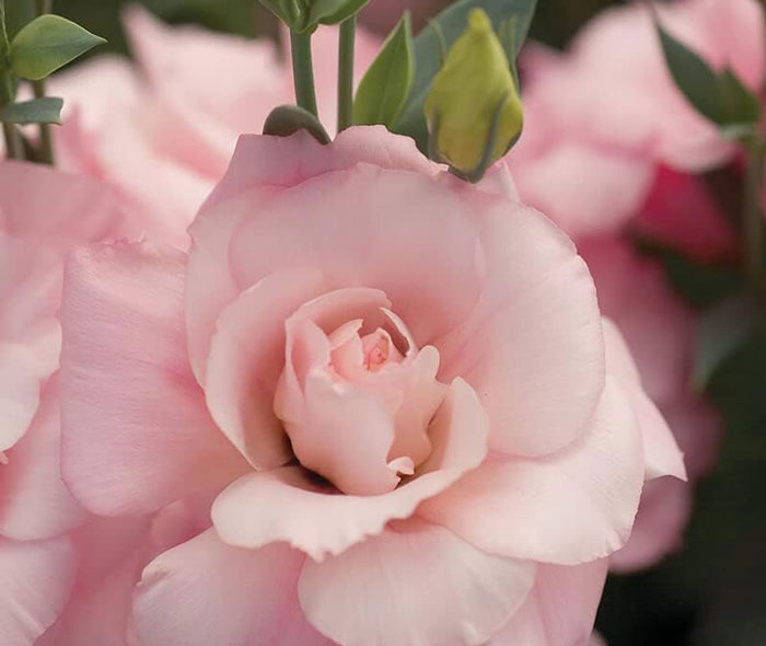 Close up view of a mariachi pink lisianthus flower