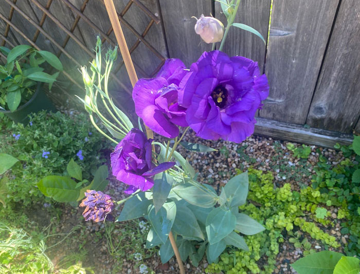 Purple lisianthus plant in the ground near the stick
