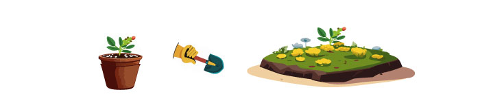 Illustration of growing lisianthus from the seeds