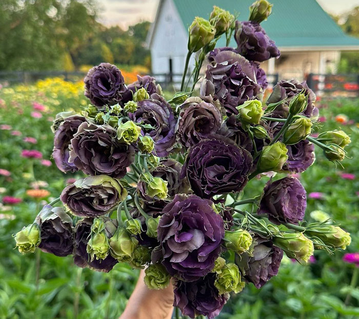 Rosanne black pearl lisianthus flowers