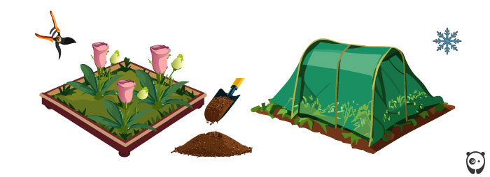 Illustration of overwintering lisianthus