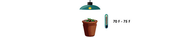 Illustration of growing lisianthus from the seeds