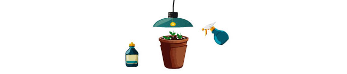 Illustration of growing lisianthus from the seeds