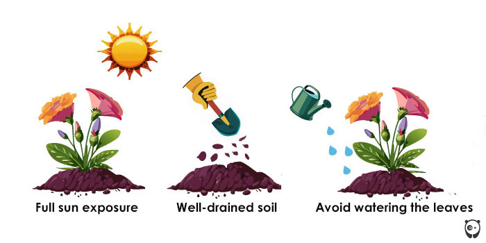 illustration of lisianthus care