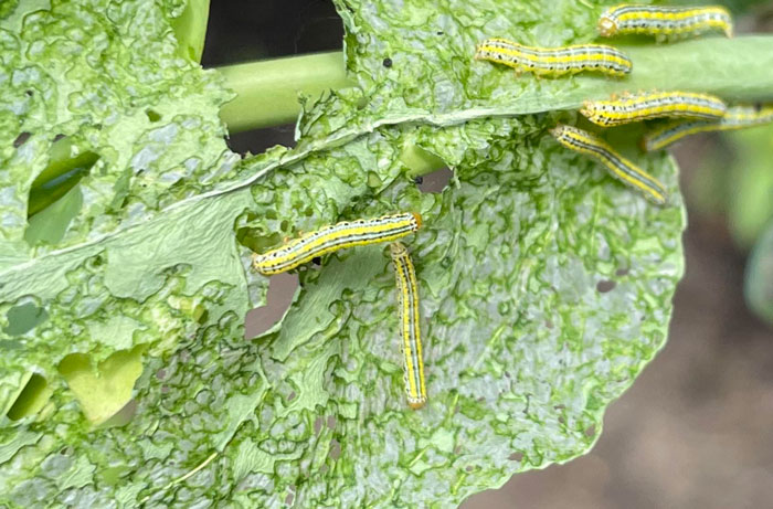close up view of the leaf with caterpillar