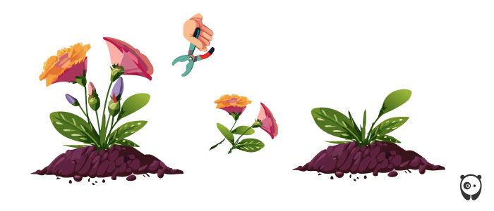 Illustration of pruning lisianthus