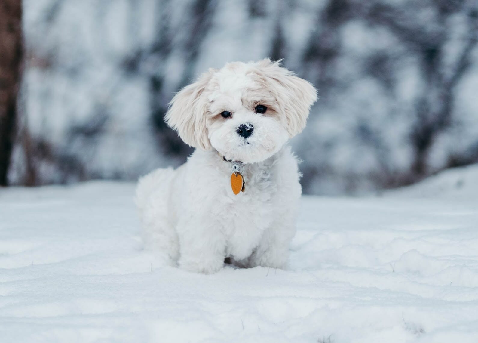 Maltese Shih Tzu mix with fluffy white fur standing in the snow, showcasing its charming and playful nature.