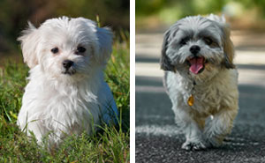 Maltese Shih Tzu Mix Breed Guide: Characteristics & Facts
