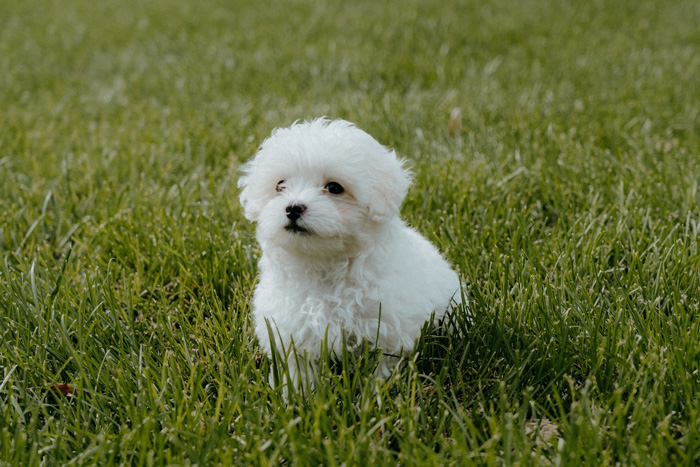 A fluffy Maltipoo sitting on green grass in a park.