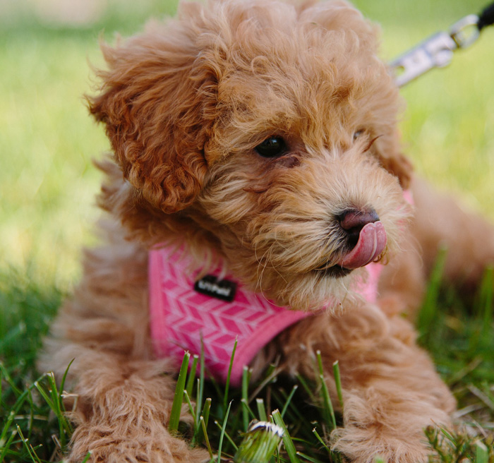 Maltipoo puppy in a pink harness lying on grass, licking its nose.