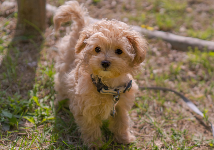 Cozy Maltipoo standing on grass, wearing a collar and looking up with curious expression.
