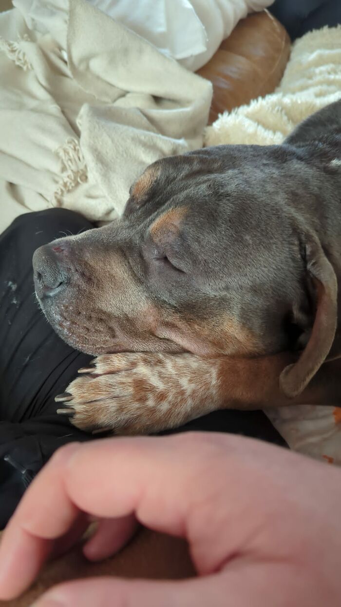 Man Drives Over 200 Miles To Rehome XL Bully Dogs Amidst A New Ban