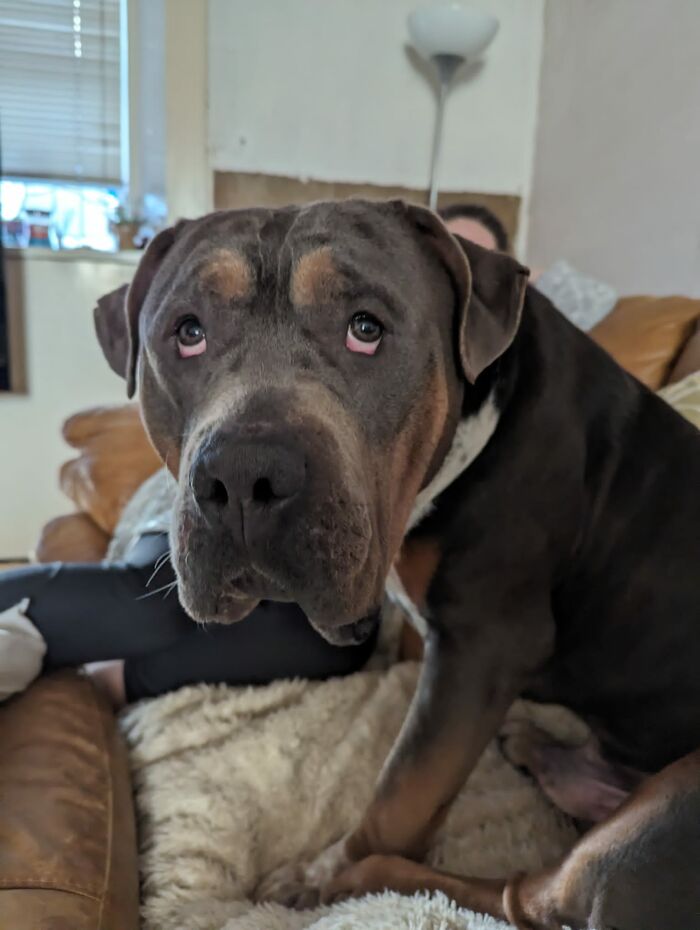 Man Drives Over 200 Miles To Rehome XL Bully Dogs Amidst A New Ban