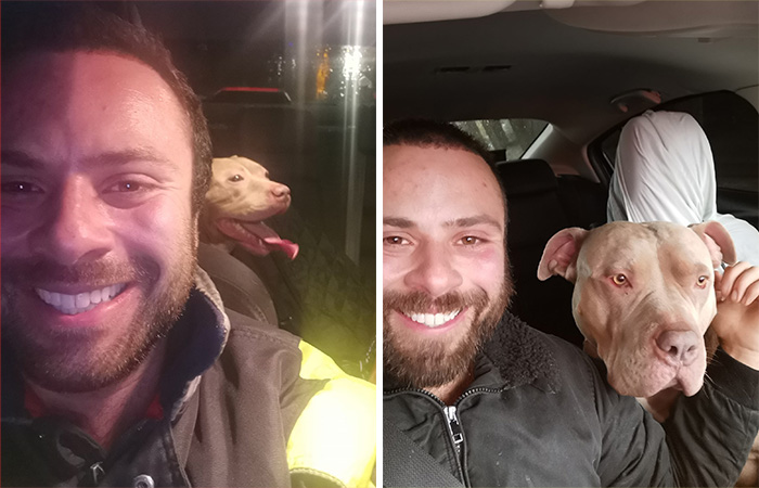 Man Drives Over 200 Miles To Rehome XL Bully Dogs Amidst A New Ban
