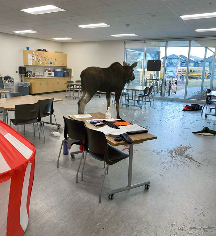 En Canadá los alces se cuelan en los colegios