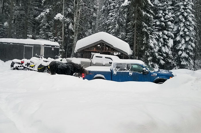 Cuando quieres ir a algún lado pero hay un alce lamiendo tu vehículo