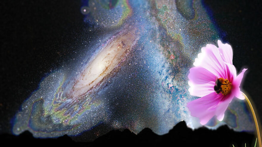 "Well, Why Not A Space Flower? Why Do We Always Expect Metal Ships?": A Collection Of Photo Collages From The Wildflowers' Movement Support Group