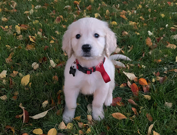Miniature Golden Retriever puppy sitting on grass with autumn leaves.