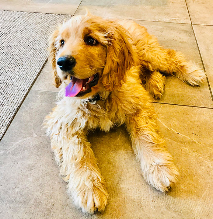 Miniature Golden Retriever puppy lying on a tile floor, looking happy with its tongue out.