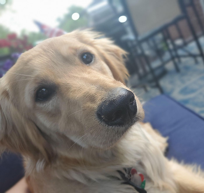 Miniature Golden Retriever lounging outside on a patio chair, looking attentively at the camera.