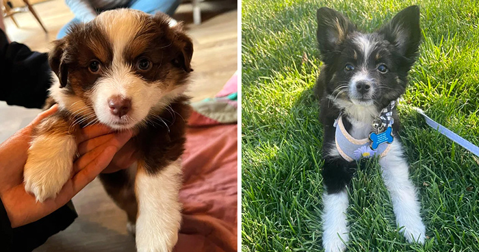 Miniature Australian Shepherd Dog Breed: Facts, Care, and Characteristics