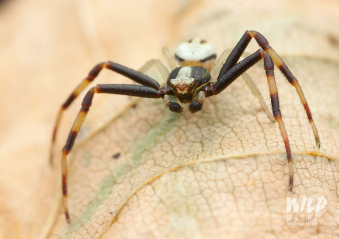 Christian Brokes's Stunning Macro Photography With Godox V1