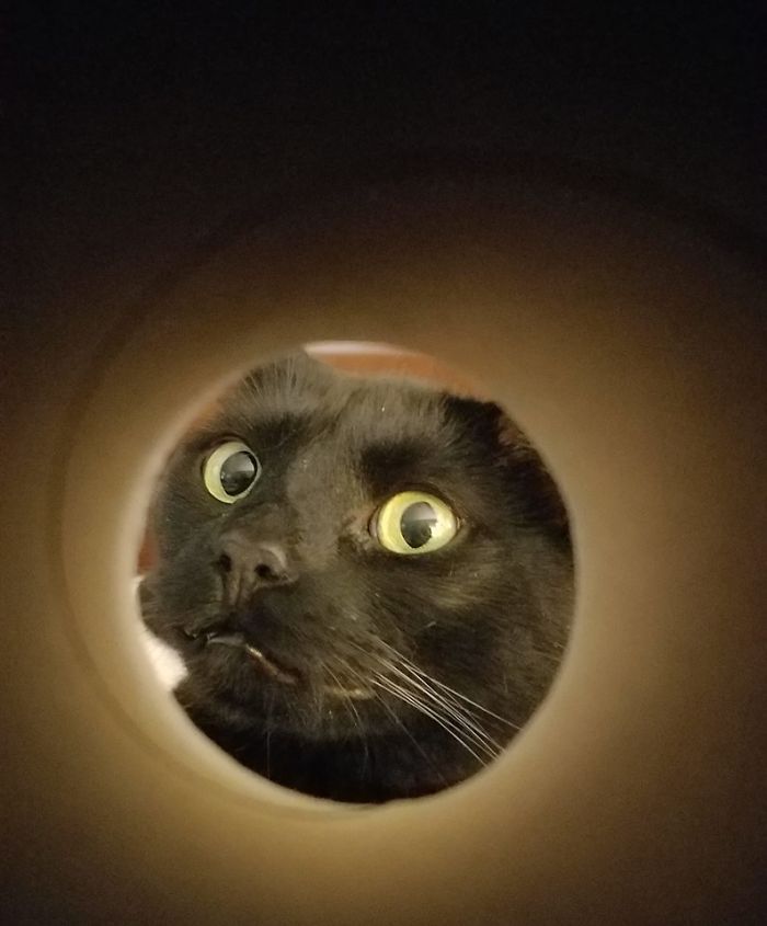 Apparently, If You Take A Selfie Through A Toilet Roll Tube You’ll Look Like The Moon, And The Pics Are Mildly Funny