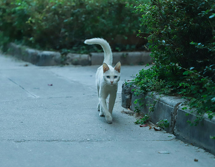 White cat walking with tail raised on a garden path, illustrating cat tail language and behavior. White cat walking with tail raised on a garden path, illustrating cat tail language and behavior.