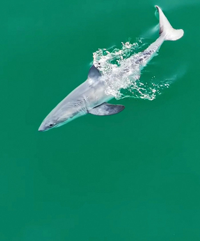 “Absolutely Mesmerizing”: Everyone’s Fawning Over First-Ever Photos Of A Baby Great White Shark “Absolutely Mesmerizing”: Everyone’s Fawning Over First-Ever Photos Of A Baby Great White Shark