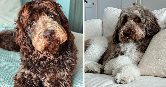 Newfypoo Dog Breed: Facts, Information, and Characteristics