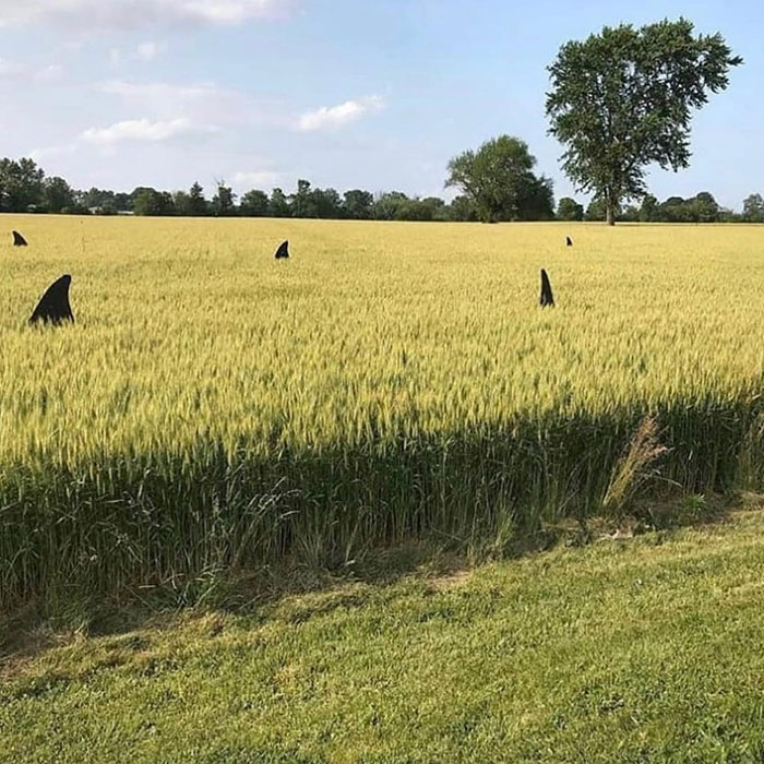 No-Context-Cursed-Images