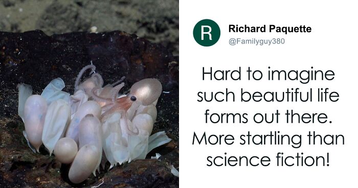 Scientists Discover Four New Octopus Species, And The Images Are Otherworldly