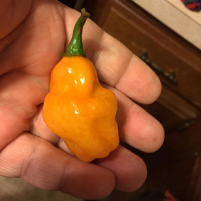 Person Exposes Office Food Thief With A Planted Lunch Burrito: &ldquo;He Immediately Threw Up&rdquo;