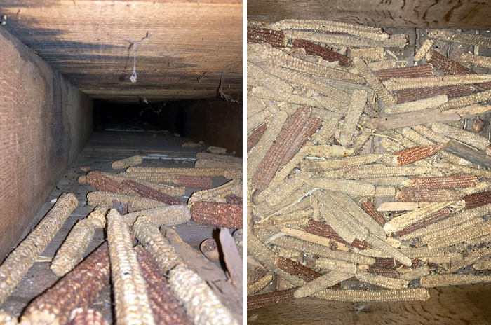 I Found 150 Pieces Of Corn In My Floor. My House Is From The 1700s, So I Think It's An Old Way Of Insulation
