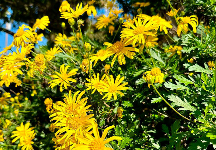 A yellow bush daisy