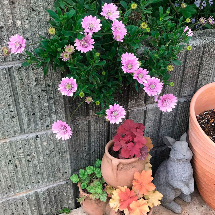 Pink osteospermums flowers near a ferroconcrete fence