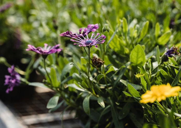 Osteospermum in pots