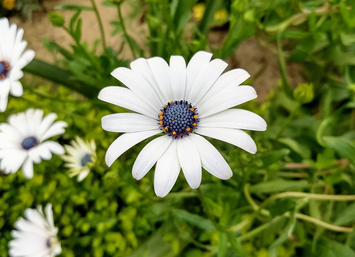 Blue-eyed daisy Blue-eyed daisy