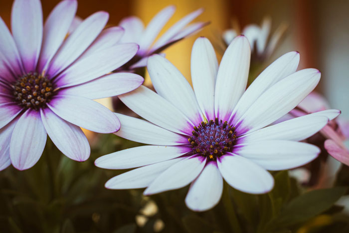 A bunch of white and purple flowers