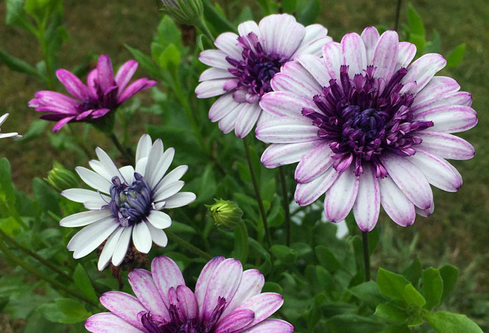 Osteospermum 3D Series