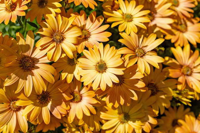 Osteospermum &lsquo;Akila&rsquo; Series