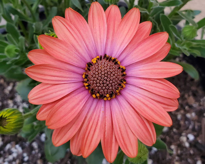 Osteospermum &lsquo;Serenity&rsquo; Series